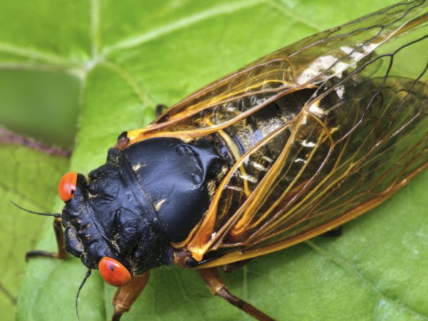 A cicada resting on a leaf.